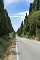 The cypress-lined avenue leading to Bolgheri Italy photo