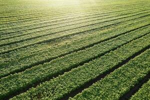 Intensive cultivation of the basil plant photo