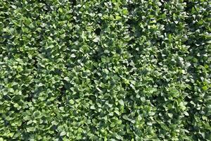 Aerial view of a soybean field Aerial photo