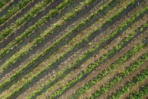 Aerial view of a vineyard in the summer season photo