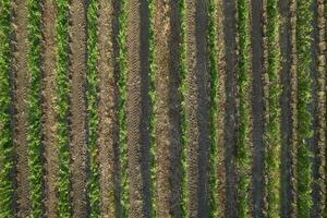 Aerial view of a vineyard in the summer season photo