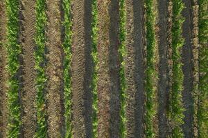 Aerial view of a vineyard in the summer season photo