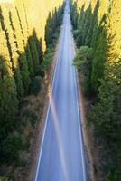 The cypress-lined avenue that leads from San Vito to Bolgheri Italy photo