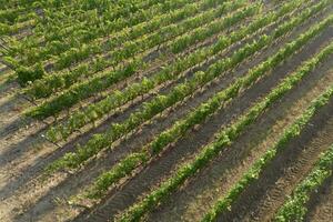 Aerial view of a vineyard in the summer season photo