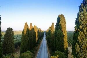 The cypress-lined avenue that leads from San Vito to Bolgheri Italy photo