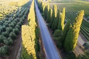 The cypress-lined avenue that leads from San Vito to Bolgheri Italy photo