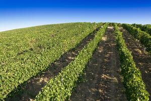 Aerial view of the rows of a vineyard in full ripeness photo