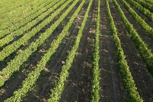 Aerial view of the rows of a vineyard in full ripeness photo