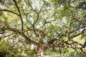 The great secular oak in Capannori Lucca Italy photo