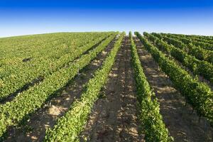 Aerial view of the rows of a vineyard in full ripeness photo