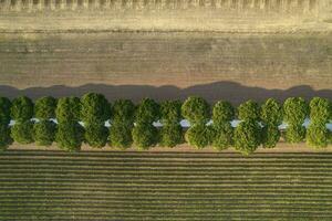 White road under de rows of pine trees Tuscany Italy photo