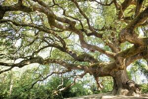 The great secular oak in Capannori Lucca Italy photo