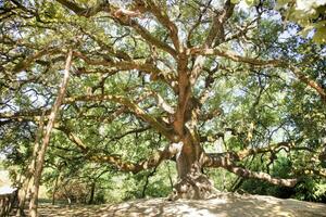 The great secular oak in Capannori Lucca Italy photo