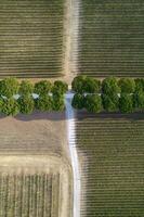 blanco la carretera debajo Delaware filas de pino arboles toscana Italia foto