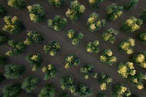 Rows of olive trees seen from above photo