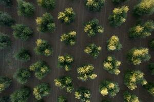 Rows of olive trees seen from above photo