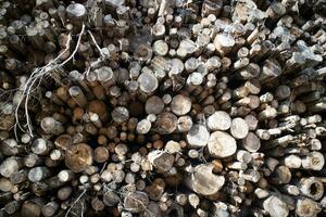 Photographic documentation of a stack of firewood photo