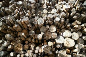 Photographic documentation of a stack of firewood photo