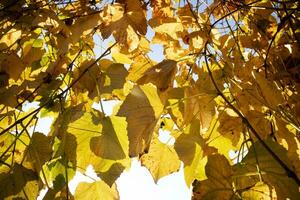 Photo documentation of the leaves of the vines in autumn