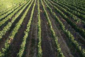 Aerial view of the rows of a vineyard Tuscany Italy photo