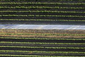 Aerial view of the rows of a vineyard Tuscany Italy photo