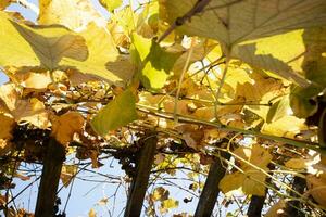 foto documentación de el hojas de el vides en otoño