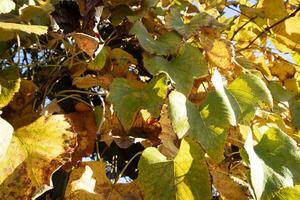 Photo documentation of the leaves of the vines in autumn