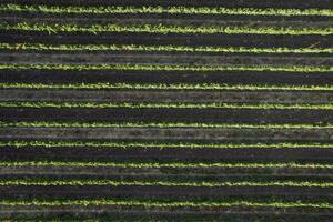 Aerial view of the rows of a vineyard Tuscany Italy photo