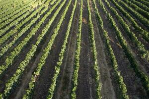 Aerial view of the rows of a vineyard Tuscany Italy photo