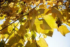 foto documentación de el hojas de el vides en otoño