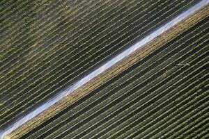 Aerial view of the rows of a vineyard Tuscany Italy photo