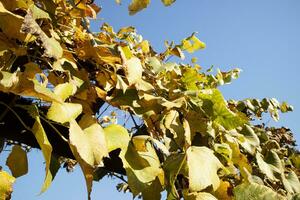 Photo documentation of the leaves of the vines in autumn