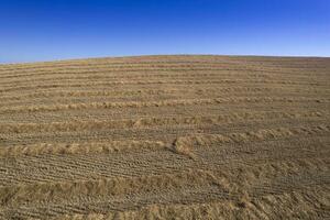 The process of preparing and drying straw photo