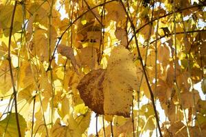 foto documentación de el hojas de el vides en otoño