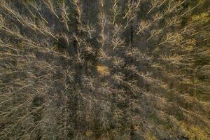 aéreo ver de un bosque con desnudo arboles en el invierno temporada foto