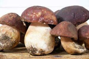 Presentation of the freshly harvested whole porcini mushroom photo