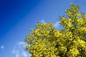 el significativo flor de De las mujeres día es el mimosa foto