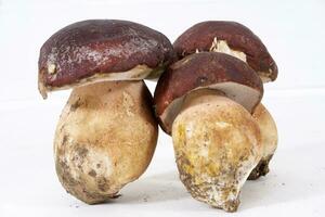 Introducing freshly picked whole porcini mushrooms photo