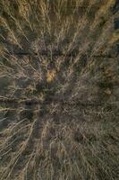 Aerial view of a forest with bare trees in the winter season photo