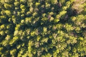 Aerial photographic shot of a poplar forest in autumn photo