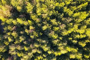 Aerial photographic shot of a poplar forest in autumn photo
