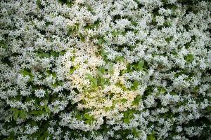 Photographic documentation of a scented jasmine hedge photo