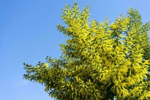 The significant flower of Women's Day is the Mimosa photo