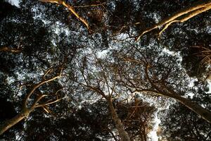 View of the under canopy of the pine forest at dawn photo