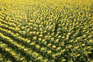 Aerial view of a sunflower field photographed in the summer season photo