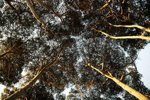 View of the under canopy of the pine forest at dawn photo