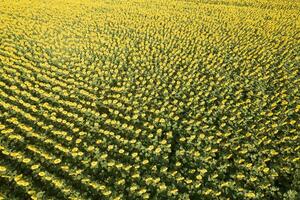Aerial view of a sunflower field photographed in the summer season photo