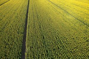 Aerial view of a sunflower field photographed in the summer season photo