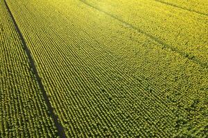 Aerial view of a sunflower field photographed in the summer season photo