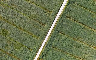 aéreo ver de un campo dedicado a haba de soja cultivo foto